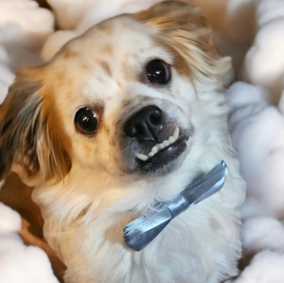 Meet your Posher, Rachelle - Picture 1 of 1